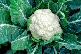 Fruits Vegetables: Cauliflower