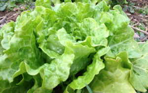 Fruits Vegetables: Lettuce mix