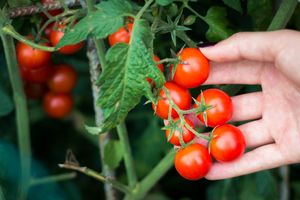 Fruits Vegetables: Cherry Tomatoes