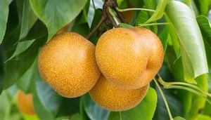 Fruits Vegetables: Nashi Pears