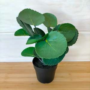 Ikea Fejka Artificial Plant, Aralia