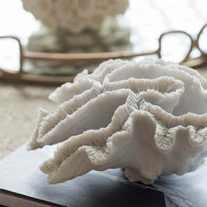 Corals Shell: Coral Accent