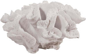 Corals Shell: Coral Decorative