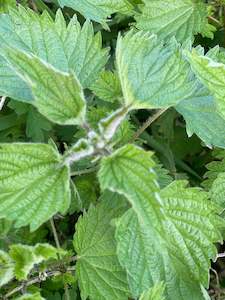 Herbal: Nettle Leaf - Dried 50gms