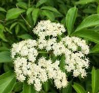 Elderberry Flower - Dried 50gms