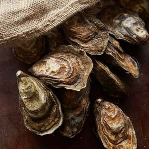 Fresh: Premium Live Oysters (24 Oysters)