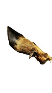 Deer / Venison Hoof with fur