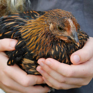 Journal – Nourish Gardens