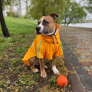 Best Sellers: Rain Poncho for Dogs