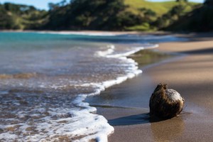 Two Weeks, No Shower: a Guide to Freedom Camping