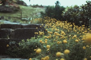 Products: slow living Nut Brown Rose