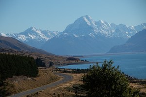 Archive Nut Brown Rose