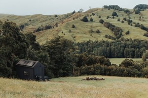 Products: New Zealand Nut Brown Rose