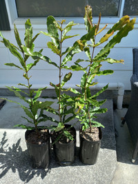 Products: Macadamia (Beaumont) trees - 1yo