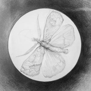 Anna Dalzell: The Moth To The Flame