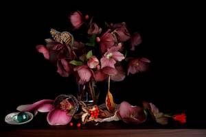 Abby Taylor: Hellebore