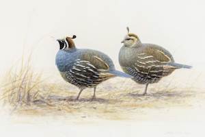 Birds Of A Feather: Untitled - Quail