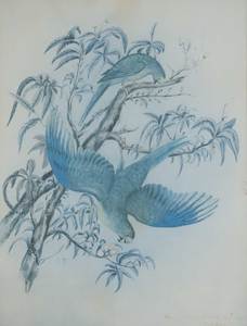 Kākāriki