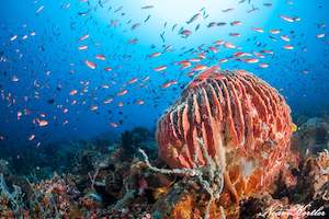 All: Puerto Galera Dive Trip 2026 – NZDiver Holiday with Verde Island & 26 Dives