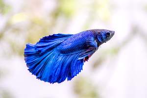 Products: Betta splendins