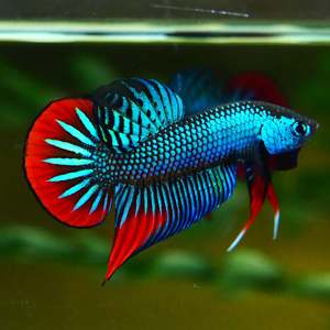 Products: Peaceful Betta/Betta imbellis