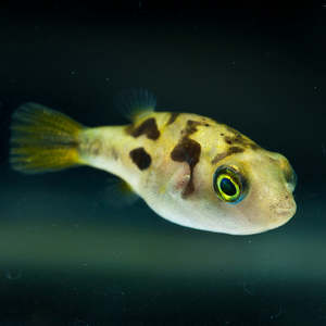 pea puffer