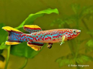 Killifish aquarium strain