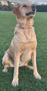 Healing Copper Dog Collar Chain