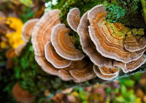 Turkey Tail Mushroom Liquid Extract 60ml