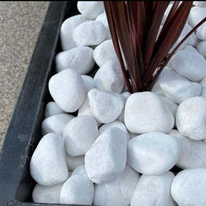 Snow White (Large Size 20kg)