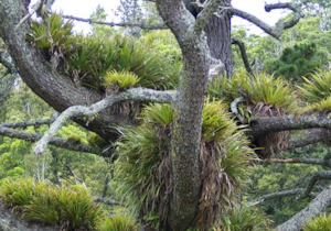 Seeds: Collospermum hastatum