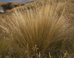 Seeds: Festuca novae-zelandiae