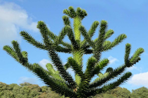 Seeds: Araucaria araucana