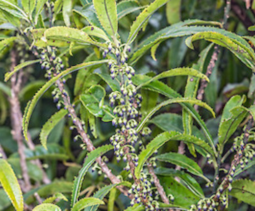 Seeds: Melicytus lanceolatus