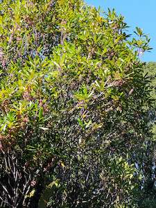 Seeds: Myrsine salicina