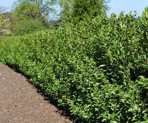 Fire Resistant: Griselinia littoralis