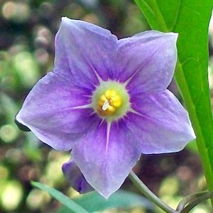 Fire Resistant: Solanum aviculare