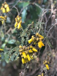 Fire Resistant: Sophora microphylla