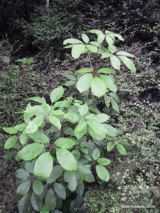 Fire Resistant: Pseudopanax arboreus