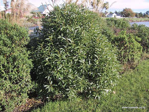 Fire Resistant: Myoporum laetum