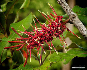 Fire Resistant: Knightia excelsa