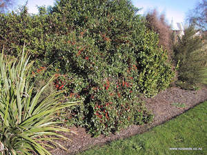 Fire Resistant: Coprosma robusta