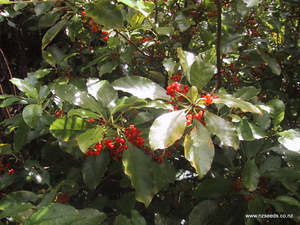 Fire Resistant: Coprosma australis