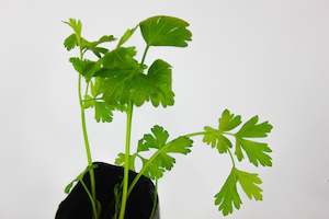 Seedlings: Italian Parsley (Flat-Leaf)