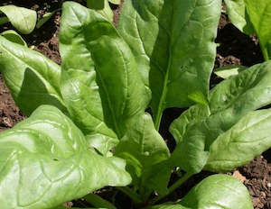 Seedlings: Organic Spinach Winter Giant
