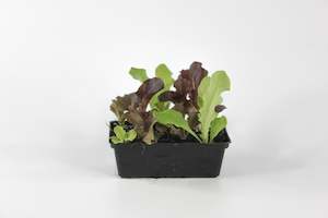 Seedlings: Loose Leaf Lettuce Mix