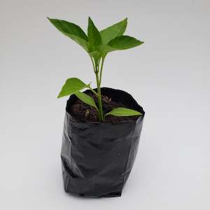 Warm Weather: Capsicum Red