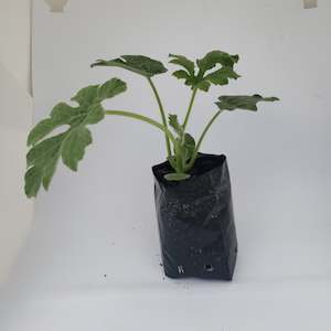 Main Page Collection: Red Sweet Watermelon