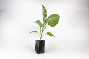 Main Page Collection: Black Beauty Eggplant