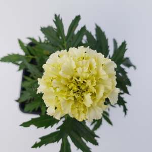 Seedlings: Marigold French Vanilla